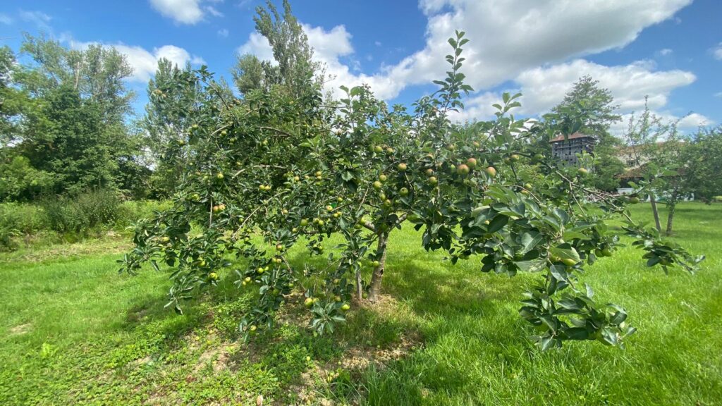Bramley Apple Tree | Kingdom Vegetal