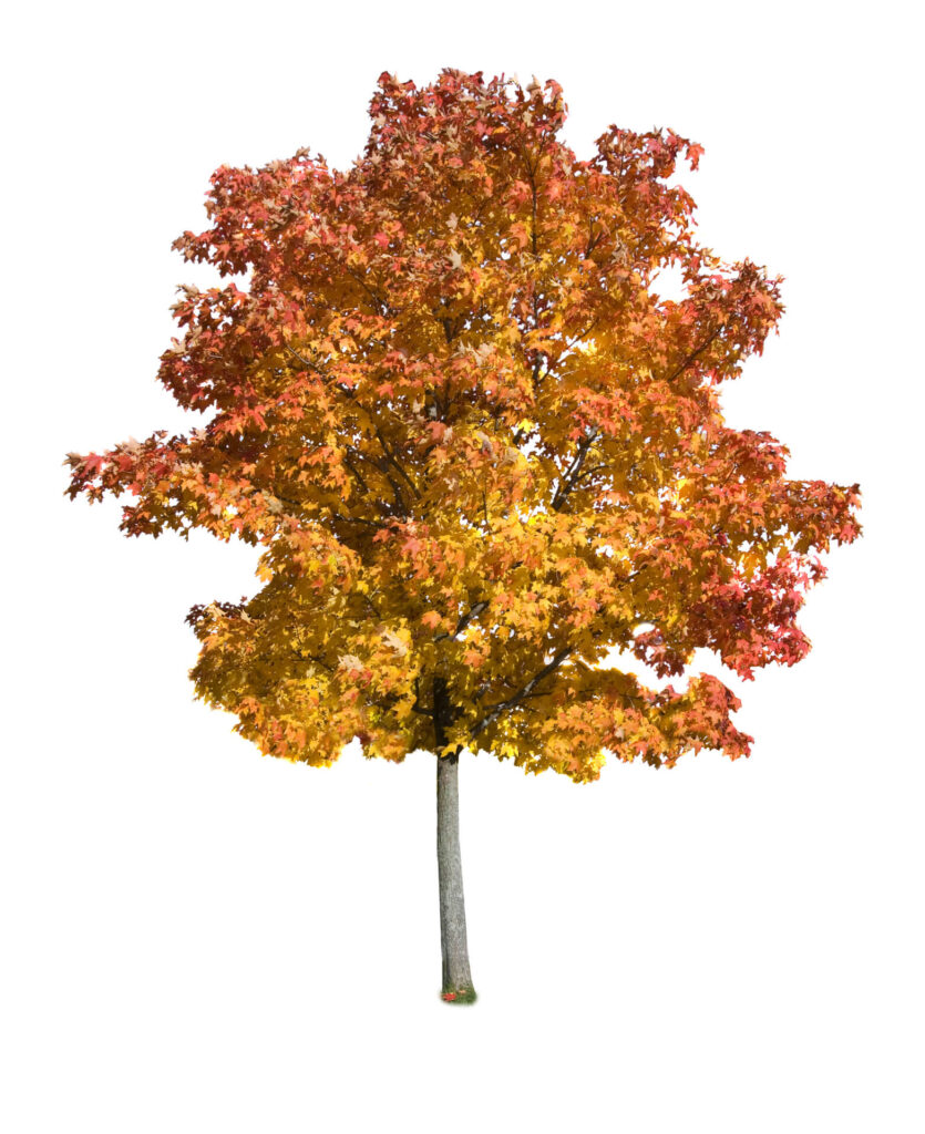 Photo <a href="https://www.dreamstime.com/stock-images-maple-tree-isolated-image16406564">16406564</a> © <a href="https://www.dreamstime.com/ttbphoto_info" itemprop="author">Thomas Biegalski</a> - <a href="https://www.dreamstime.com/">Dreamstime.com</a>